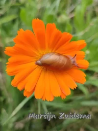 Barnsteenslak [Succinea putris]